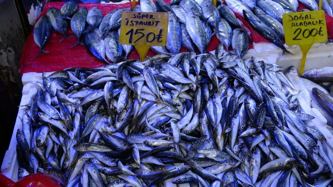 Samsun’da palamut bereketi! Almak için kuyruğa girdiler