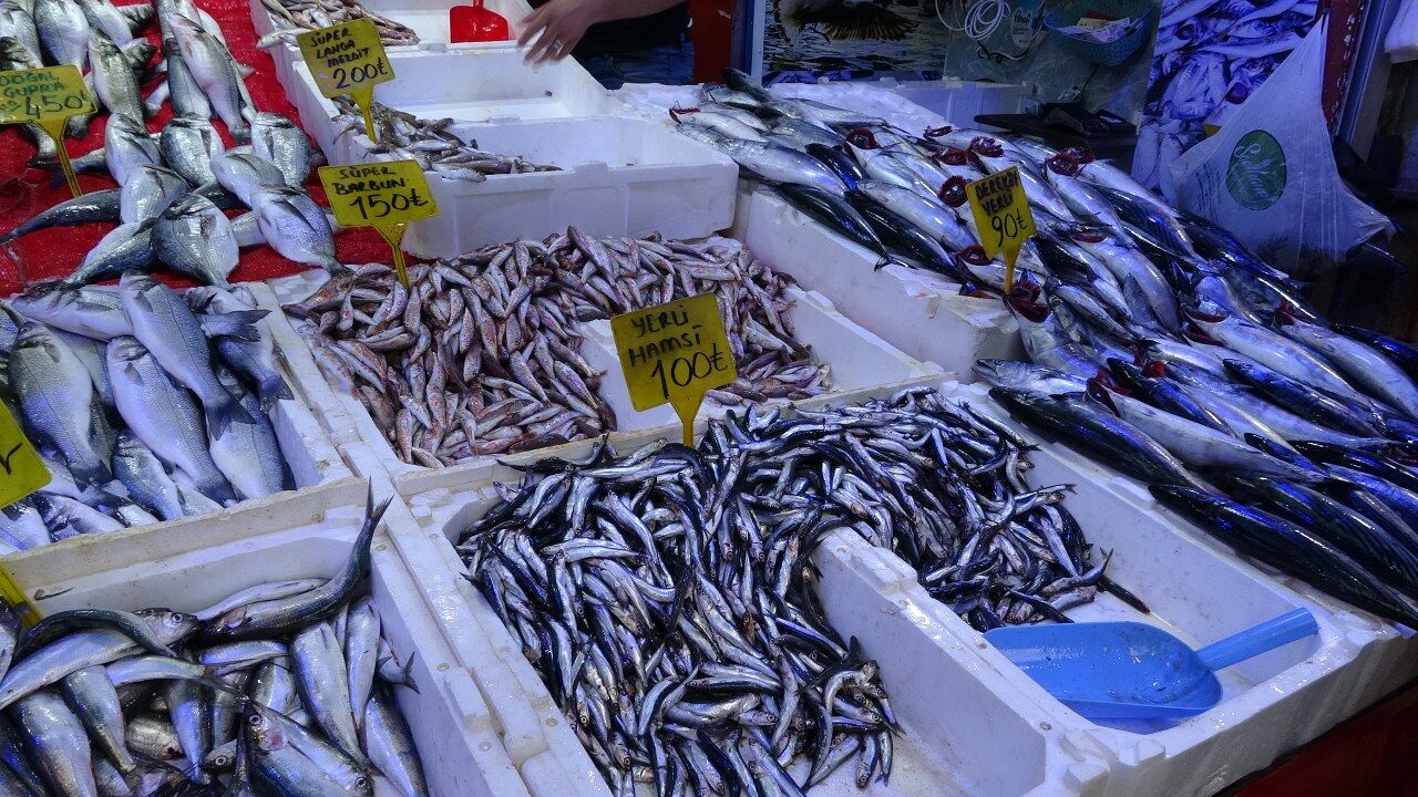 Samsun’da palamut bereketi! Almak için kuyruğa girdiler