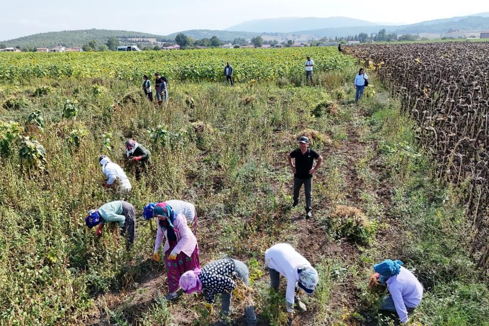 samsun haber Ladik fasulyesinde hasat başladı! Üreticiye satış garantisi