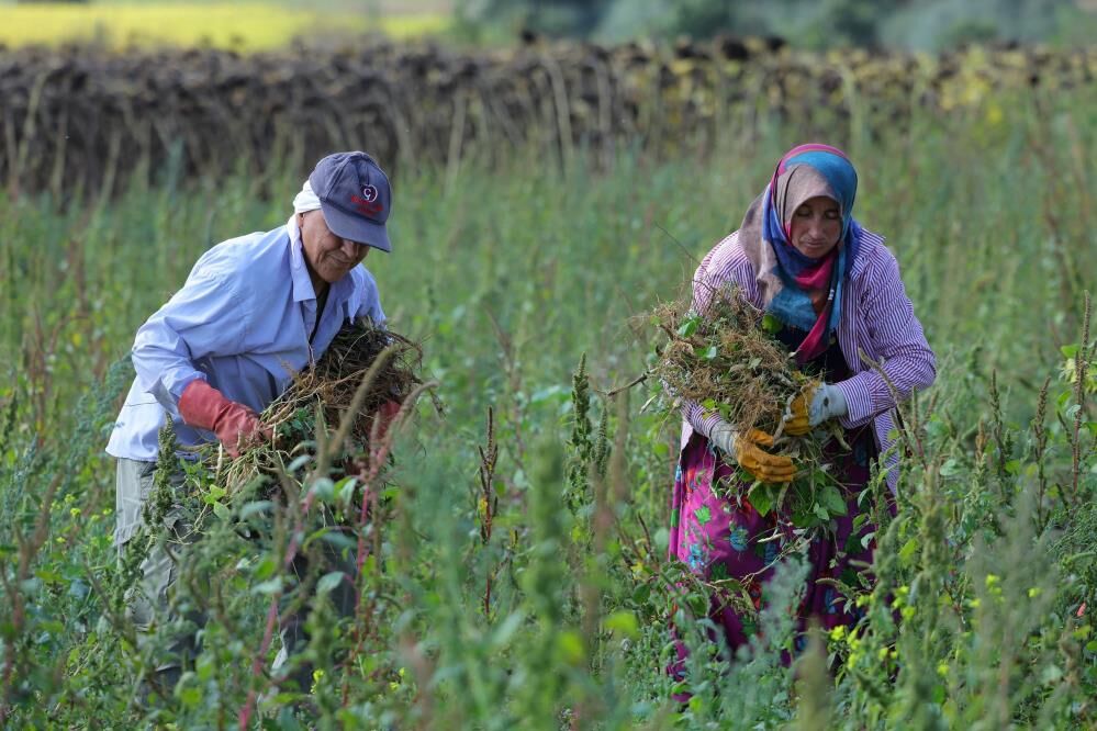samsun haber Ladik fasulyesinde hasat başladı! Üreticiye satış garantisi
