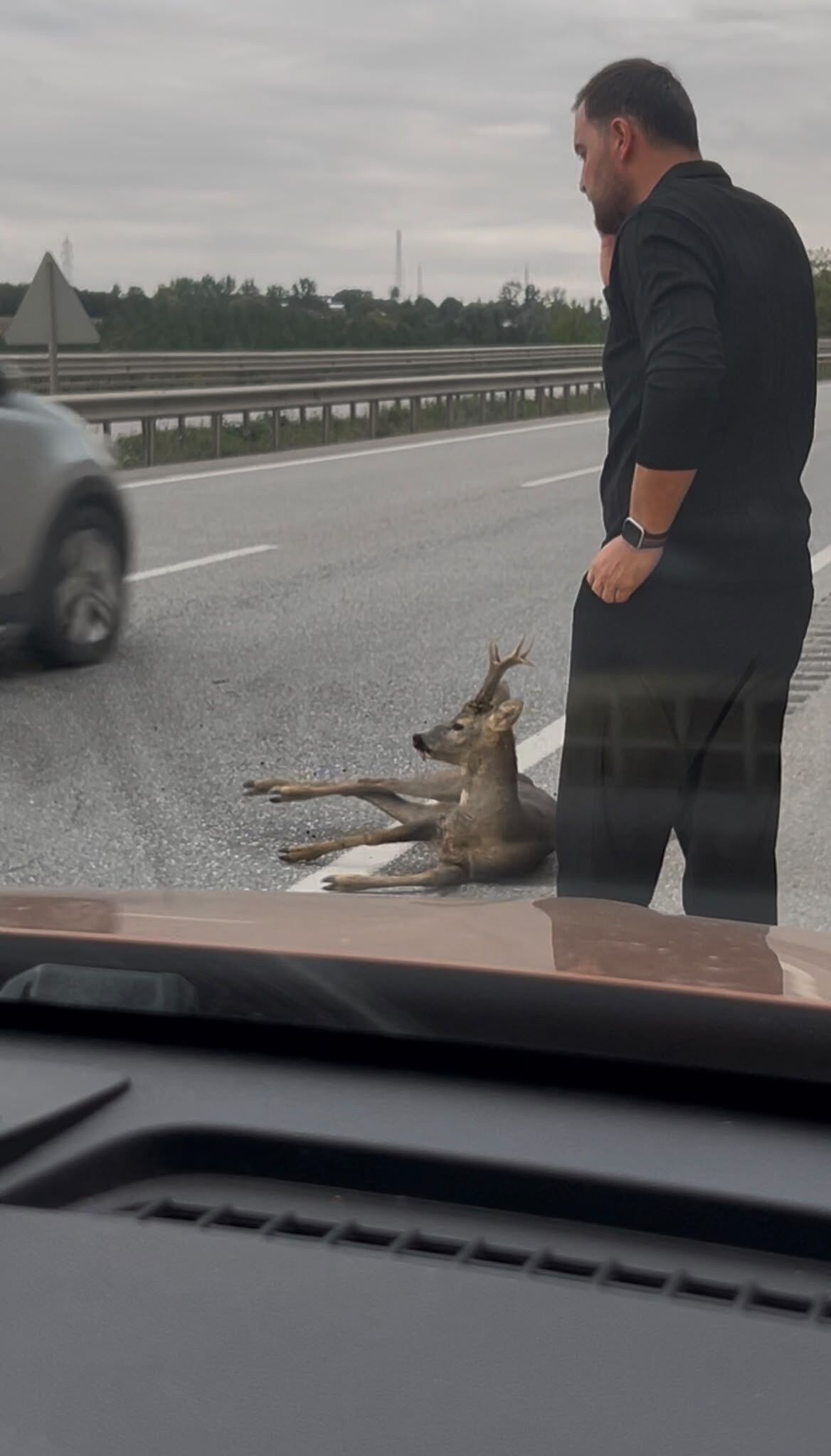 Samsun Haber: Samsun’da yola düşen yaralı geyiğin yardımına koştular