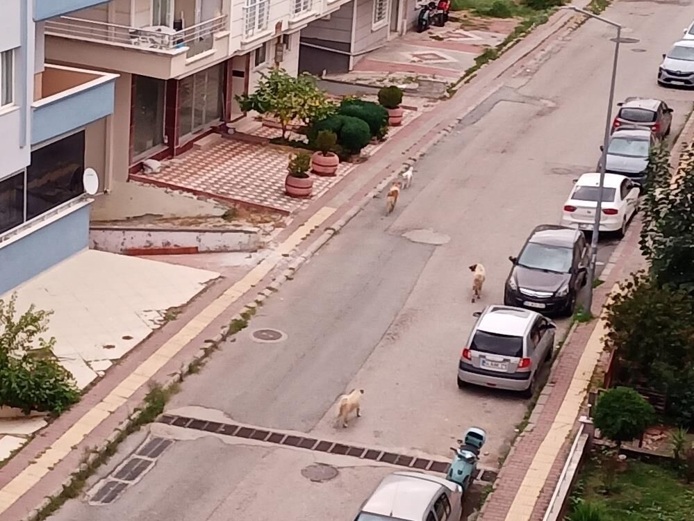 Samsun Haber: Atakum’da başıboş köpek tedirginliği