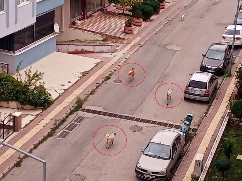 Samsun Haber: Atakum’da başıboş köpek tedirginliği