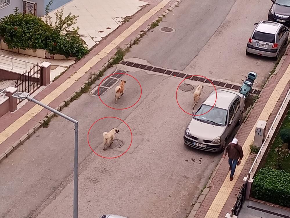 Samsun Haber: Atakum’da başıboş köpek tedirginliği