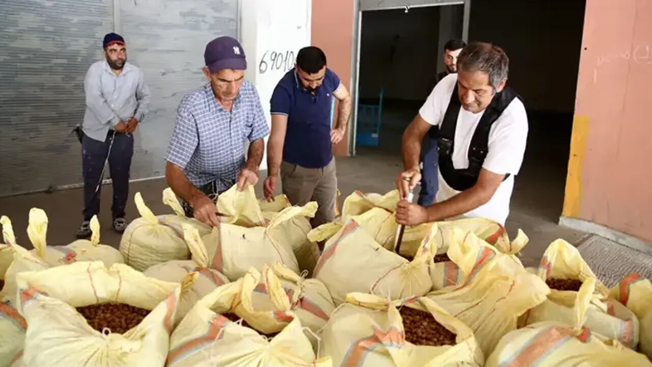 Fındık piyasasında düğmeye basıldı! Bakanlık harekete geçti
