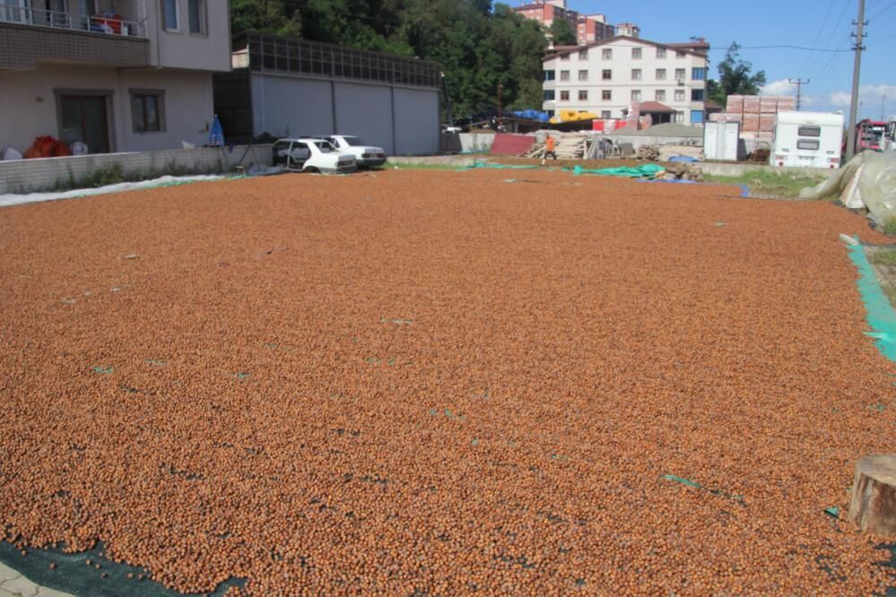 Fındıkta zorlu mesai: Üretici geceleri nöbet tutuyor