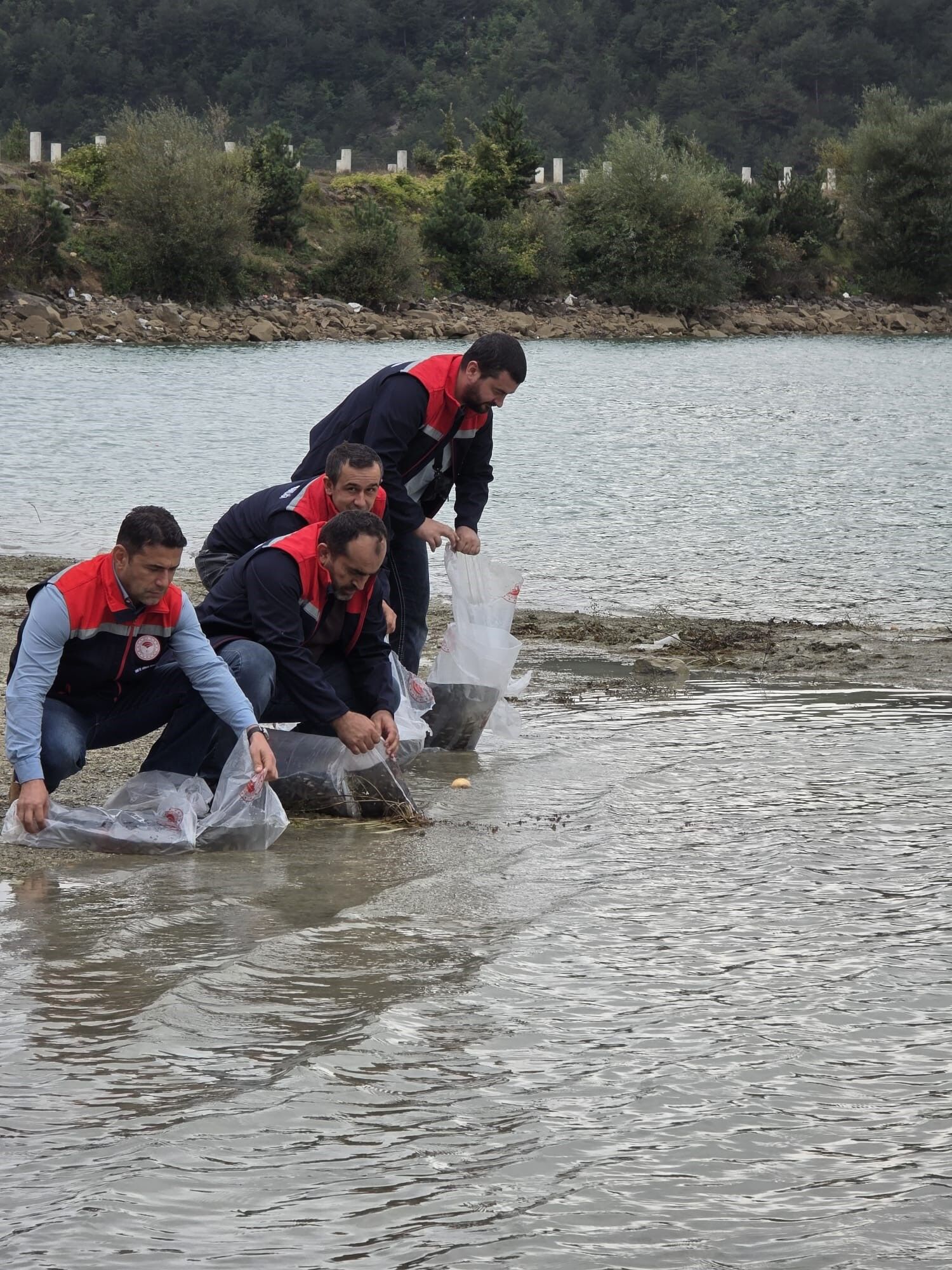 Samsun Haber: Havza’da 6 gölete 110 bin yavru sazan bırakıldı