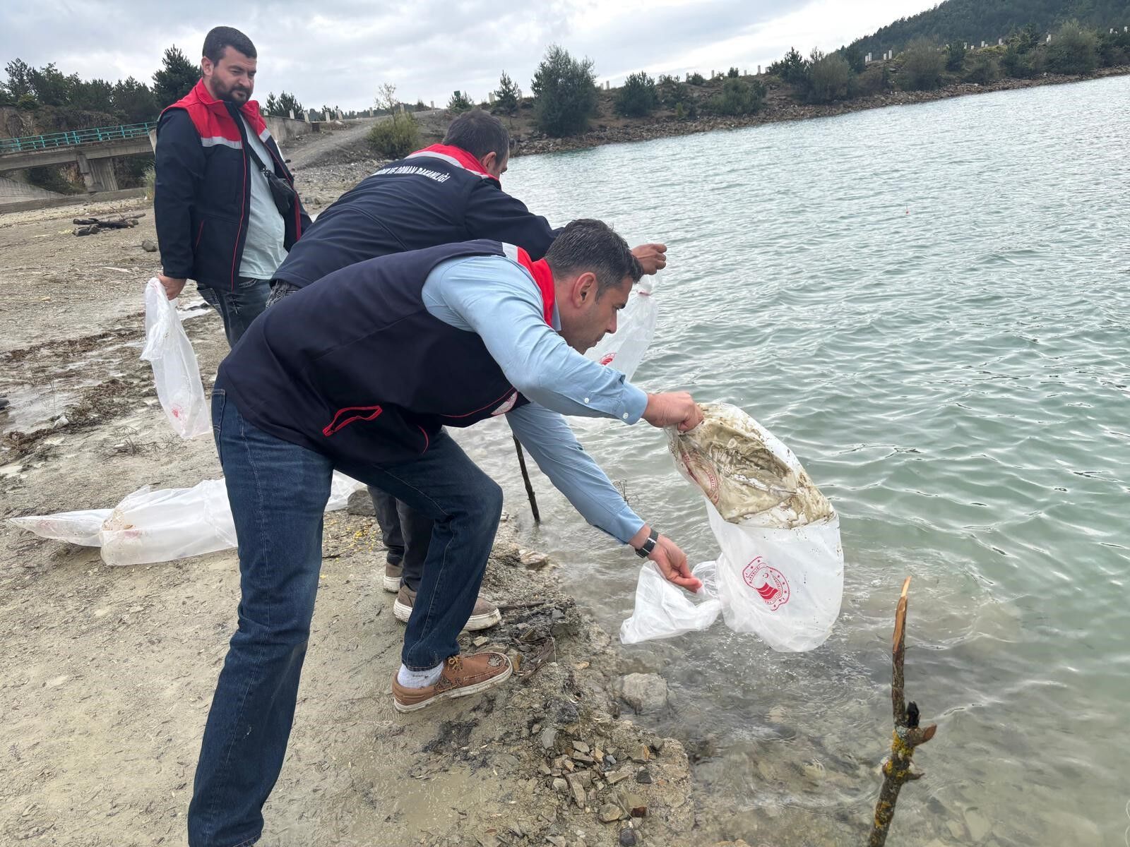 Samsun Haber: Havza’da 6 gölete 110 bin yavru sazan bırakıldı