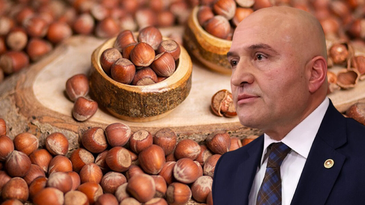 samsun haber.. İYİ Partili Dr. Erhan Usta’dan fındıkta kota tepkisi: “Üretici perişan”