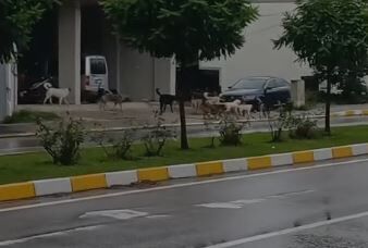 Samsun Haber: Samsun' da sokak köpeği endişesi! Vatandaşlar çözüm bekliyor