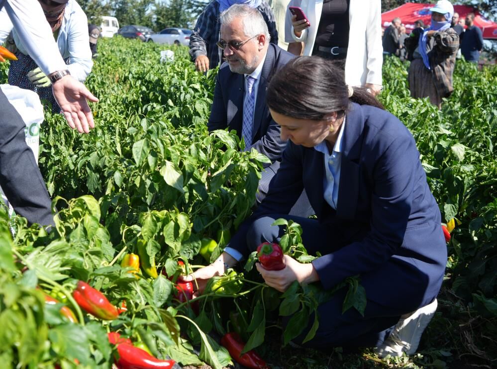Samsun Haber: Samsun kırmızı altın üretiminde Türkiye’nin zirvesine oynuyor