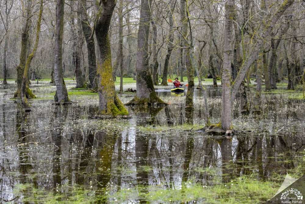 Samsun Subasar Ormanları