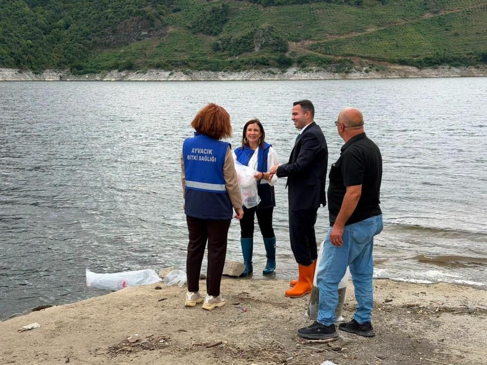 Samsun Haber: Samsun’da baraj gölüne 250 bin yavru sazan bırakıldı
