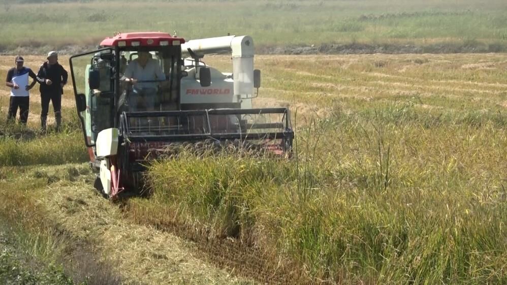 Samsun Haber: Samsun’da çeltik üreticisi üründen memnun