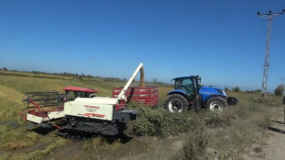 Samsun Haber: Samsun’da çeltik üreticisi üründen memnun