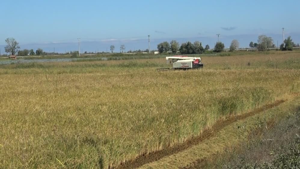 Samsun Haber: Samsun’da çeltik üreticisi üründen memnun