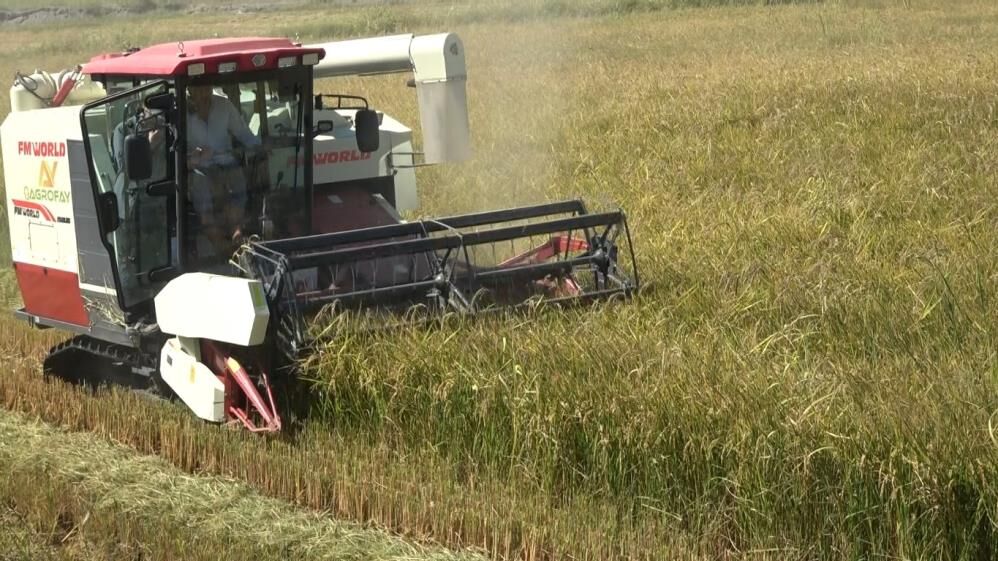 Samsun Haber: Samsun’da çeltik üreticisi üründen memnun