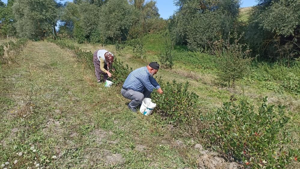 Samsun Haber: Samsun’da emekli çift aronya bahçesiyle örnek oluyor
