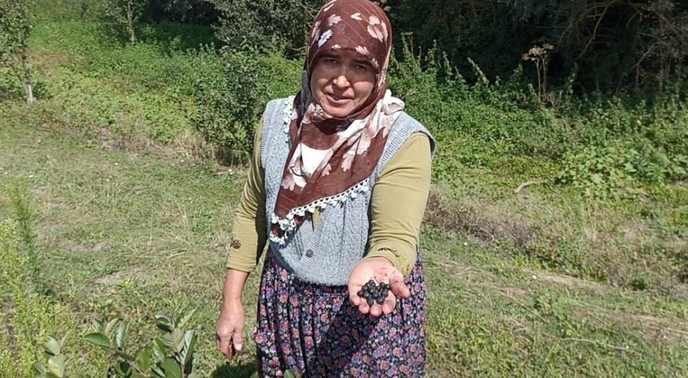 Samsun Haber: Samsun’da emekli çift aronya bahçesiyle örnek oluyor