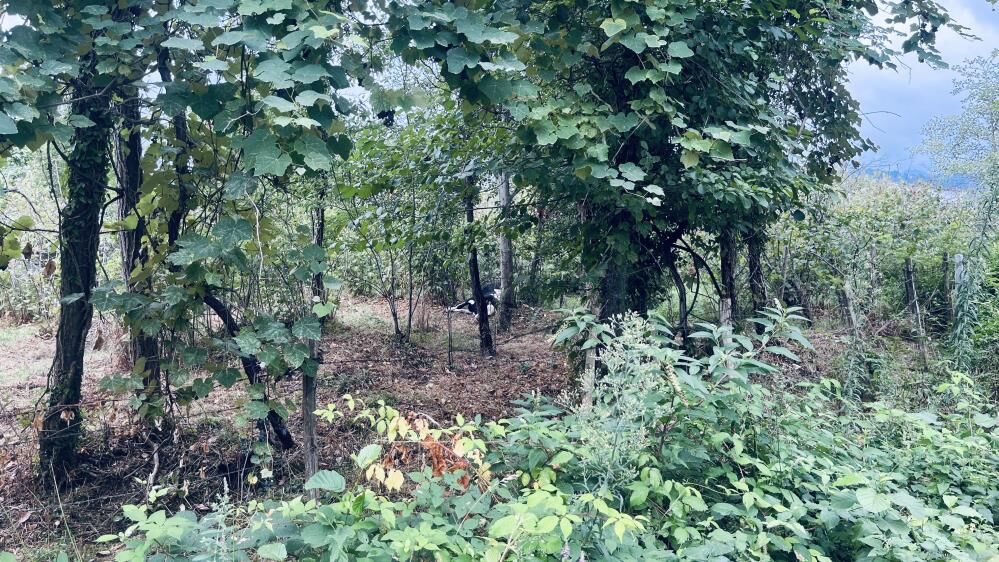 Samsun Haber: Samsun'da hayvanı kurtarmak isterken elektrik akımına kapıldılar