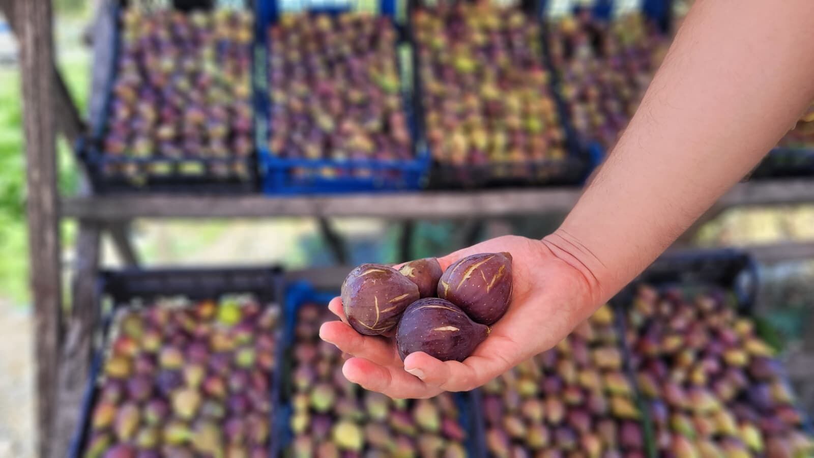 Samsun Haber: Samsun’da mor patlıcan incirinin kilosu 200 liraya çıktı