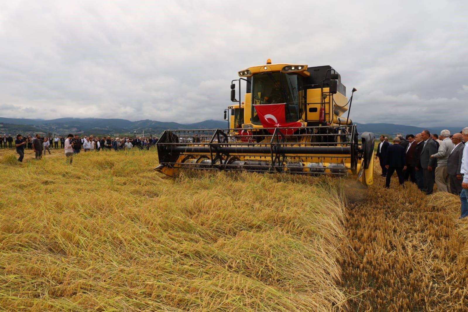Samsun Haber: Samsun’da tarlalar bereketlendi! Çeltikte yüzler güldü