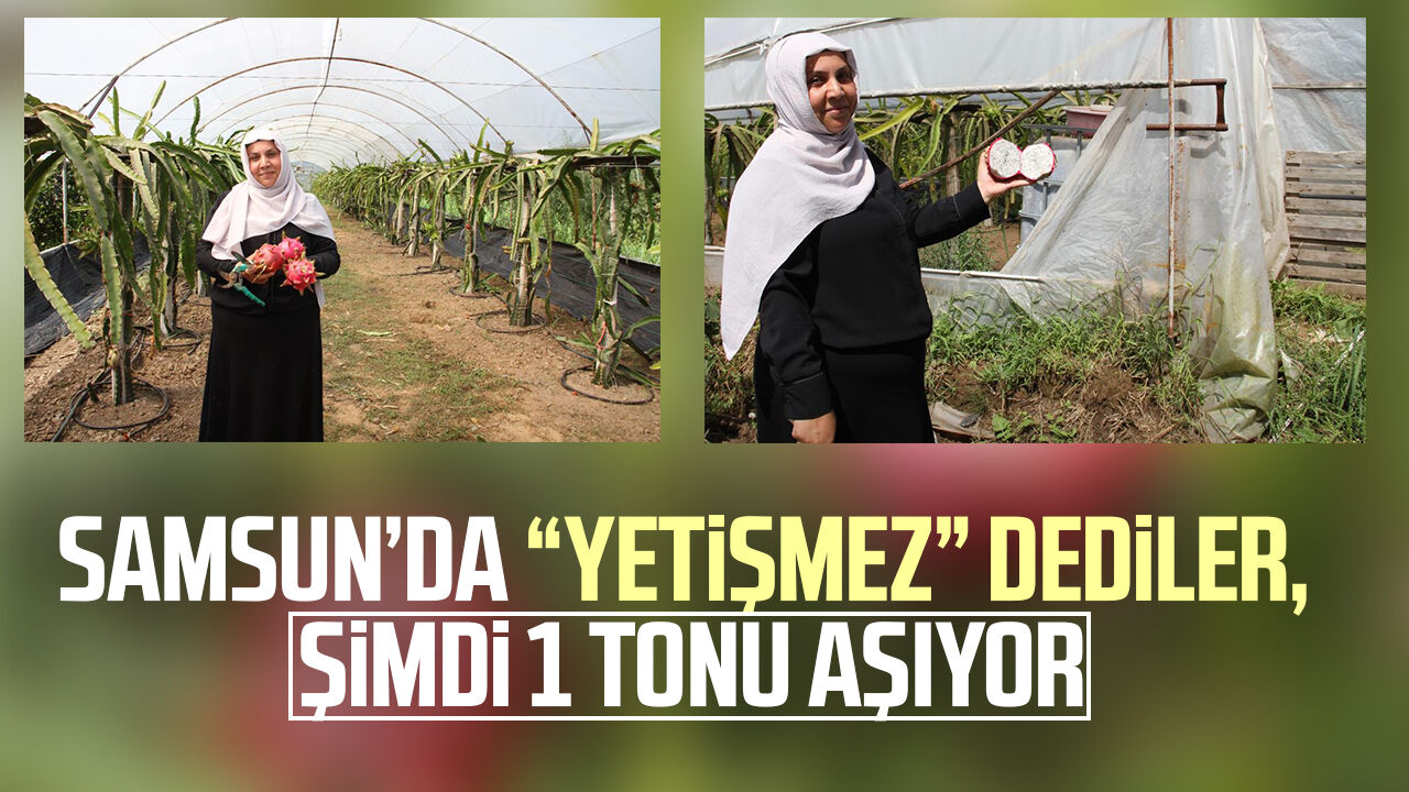 Samsun Haber: Samsun’da “yetişmez” dediler, şimdi 1 tonu aşıyor