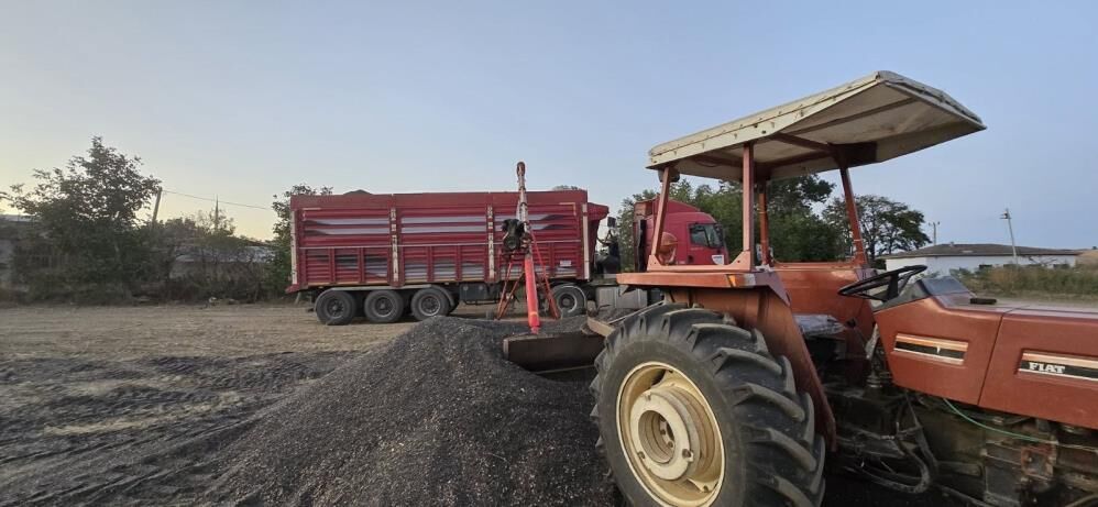 Samsun Haber: Samsunlu üreticilerin beklediği fiyat açıklandı! Tonu 34 bin lira