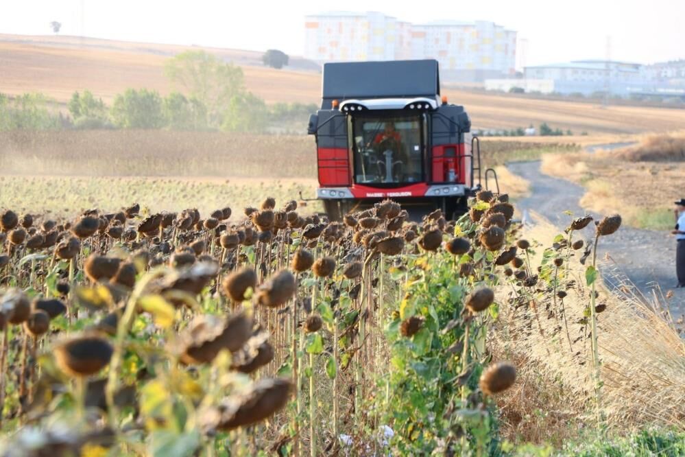 Samsun Haber: Samsunlu üreticilerin beklediği fiyat açıklandı! Tonu 34 bin lira