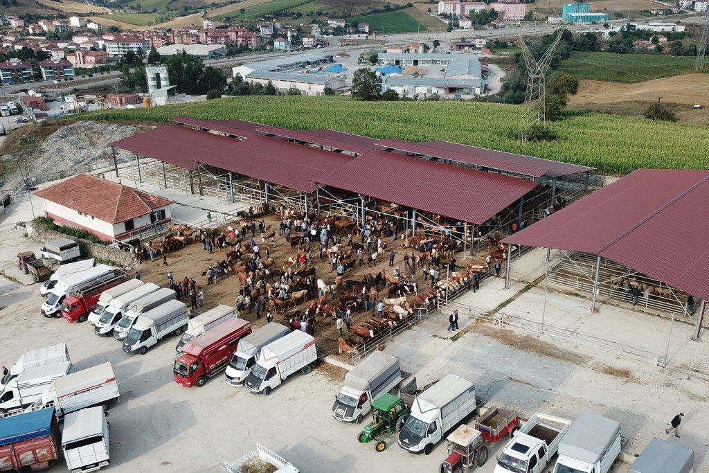samsun haber Havza'da alarm! Canlı hayvan pazarı kapatıldı