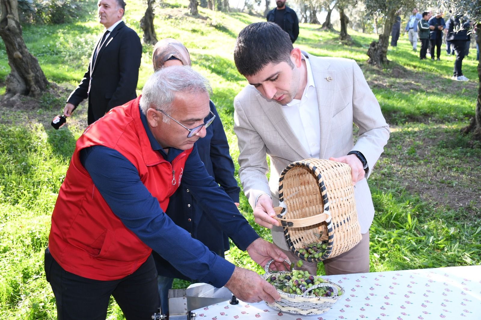 Samsun Haber: Samsun’da zeytin hasadı! Bu yıl 2 ton ürün bekleniyor