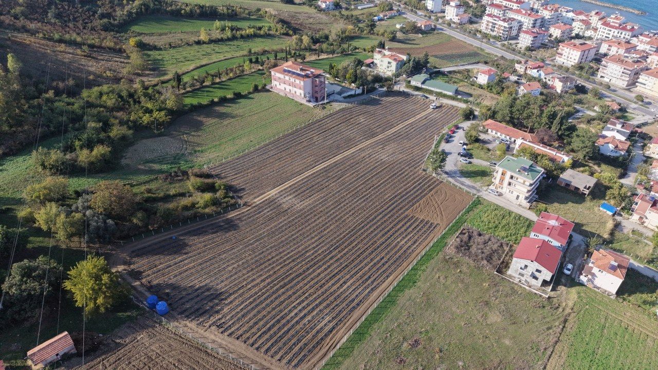 Samsun'da fındığa alternatif! Kilosu yaklaşık 400 lira