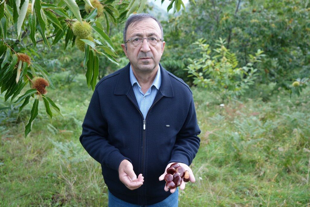 samsun haber Kestane üretiminde Samsun imzası! Hasadı başladı