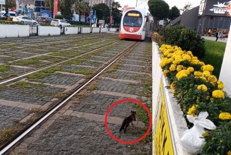 samsun haber: Samsun’da yürekleri ağza getiren anlar! Endişeyle izlediler 