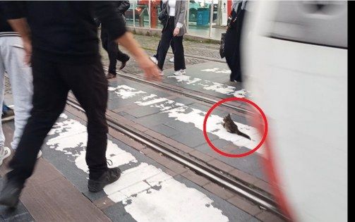 samsun haber: Samsun’da yürekleri ağza getiren anlar! Endişeyle izlediler 