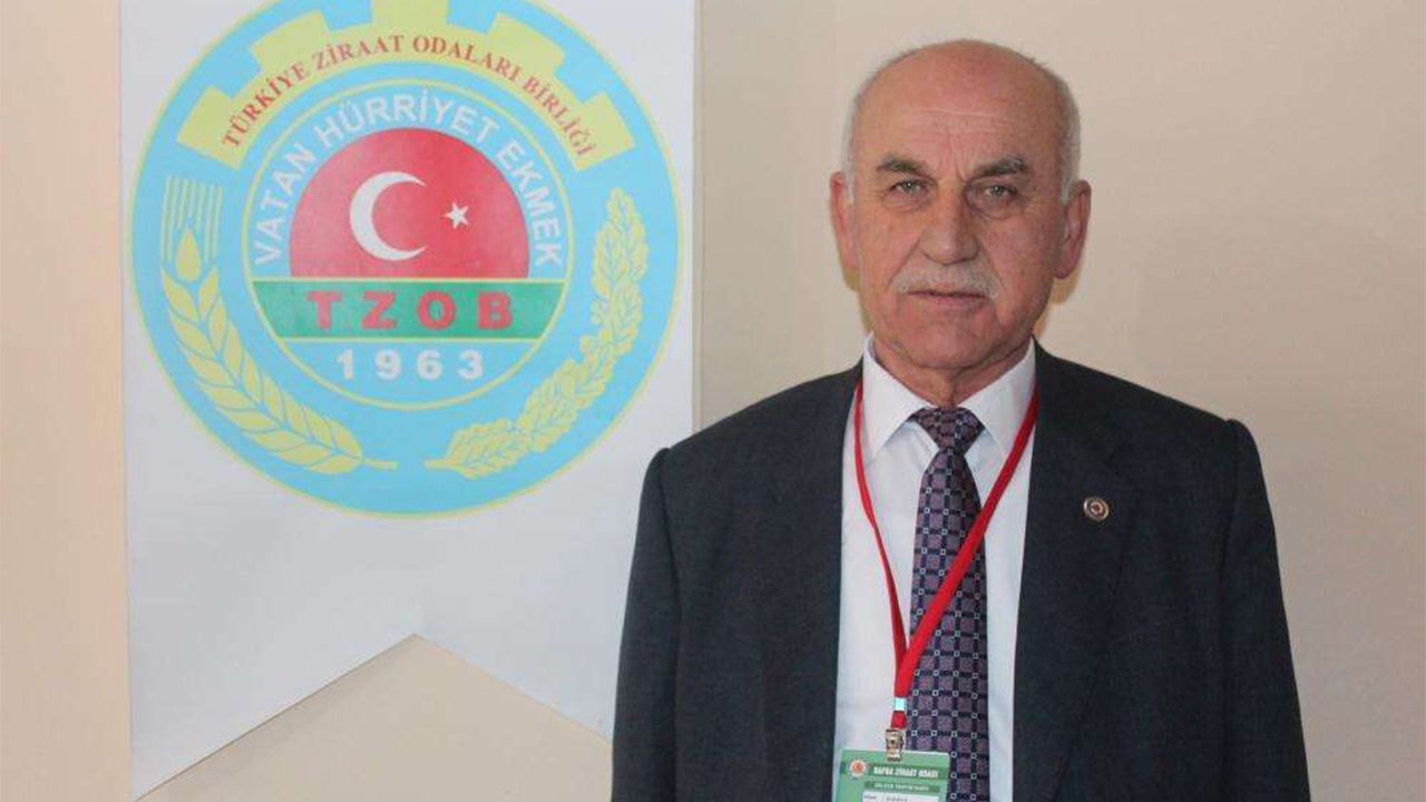 Bafra Ovası’nda alarm zilleri! Çiftçi kara kara düşünüyor