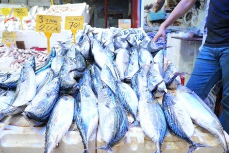 samsun haber: Palamut ucuz, balıkçı mutsuz! Samsun’da kota çağrısı