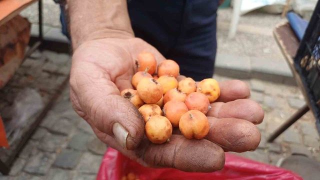 Dağda kendiliğinden yetişiyor! Fındık kadar küçük ama fiyatı 150 TL