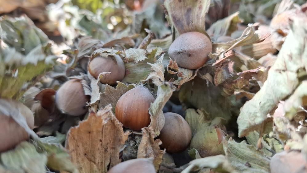 Fındık ihracatında büyük kayıp! Rakamlar yarı yarıya geriledi