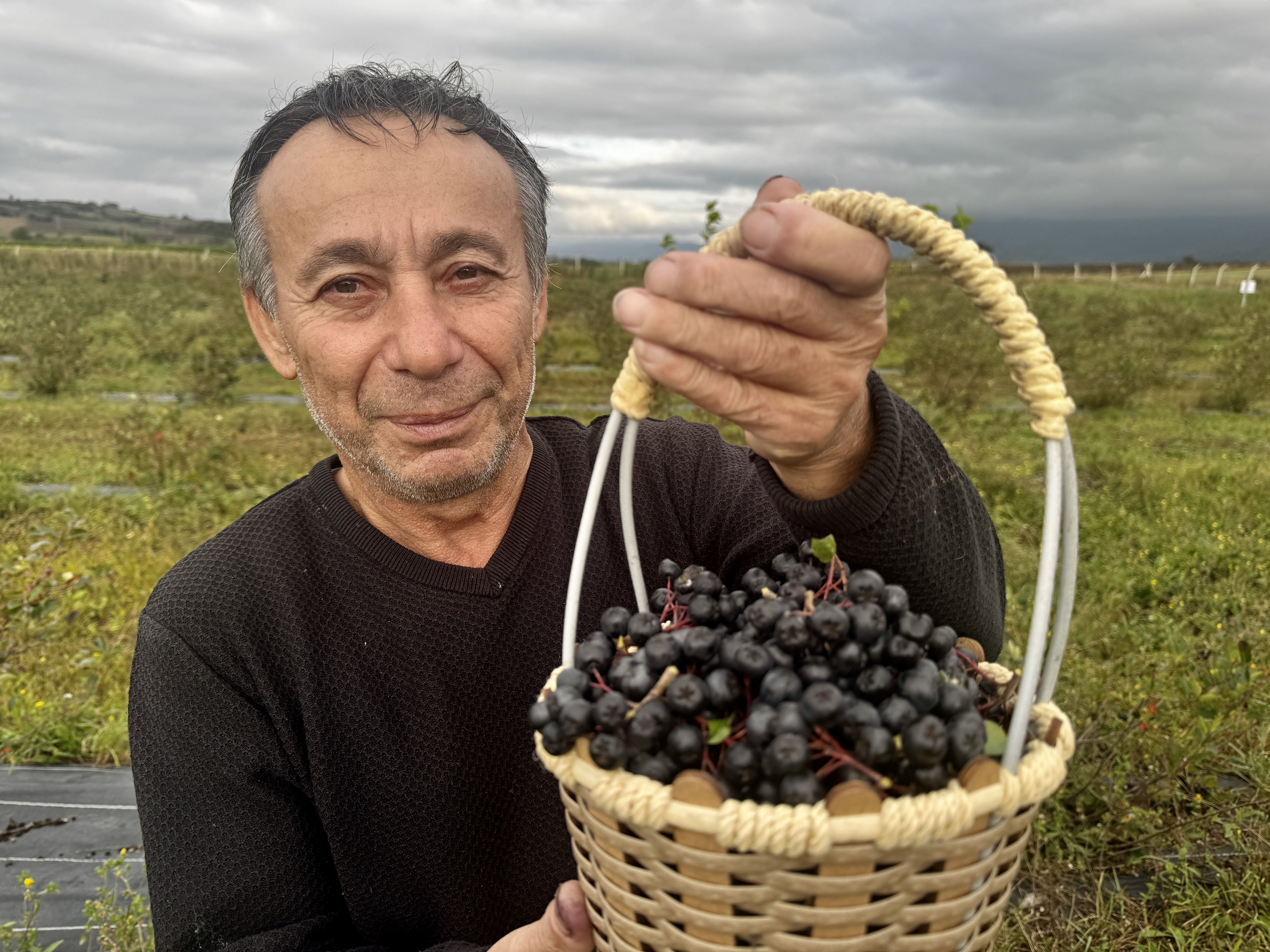Samsun haber: Fransa’da çalışan gurbetçi Samsun’da aronya bahçesi kurdu