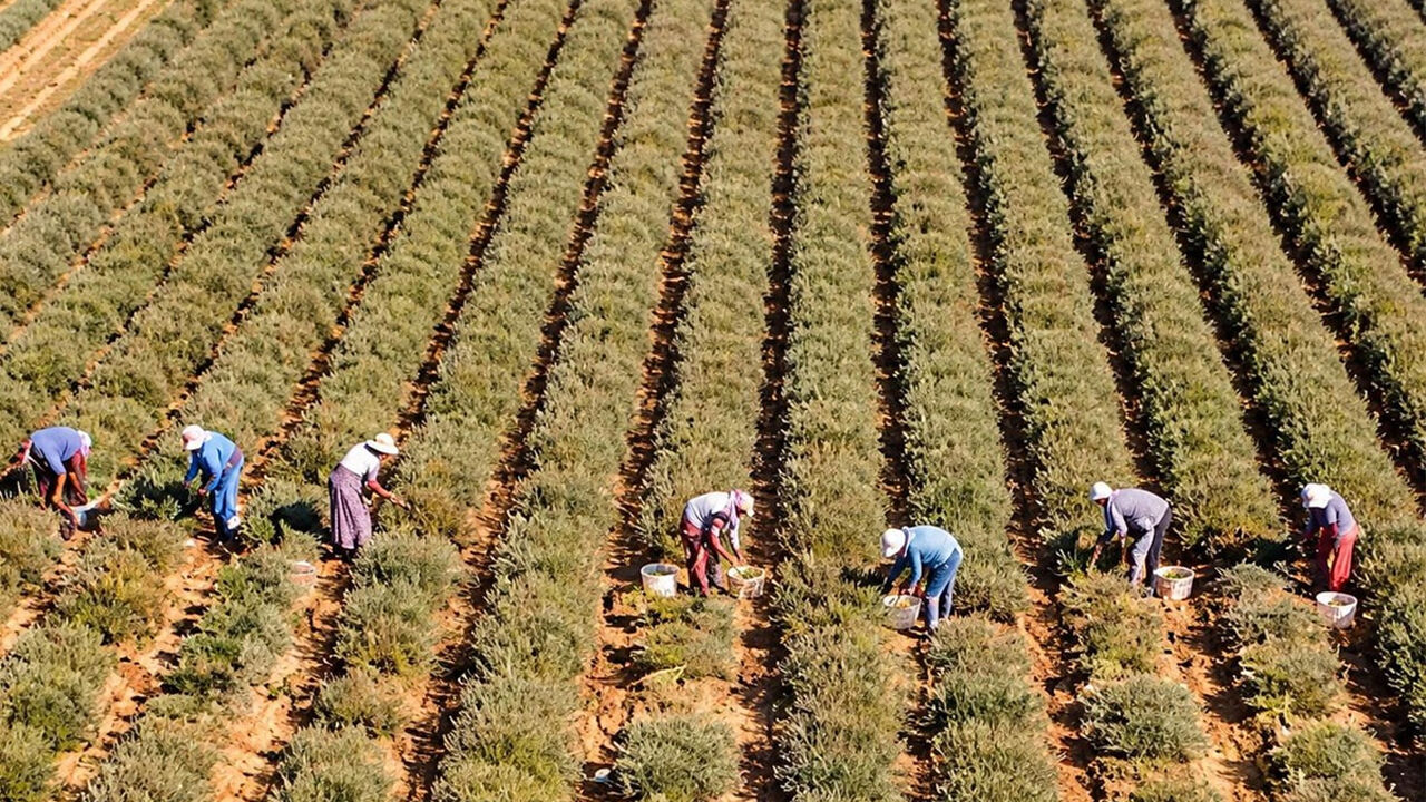 Hem meyvesi hem çiçeği para ediyor: Eken bir senede evini arabasını alıyor