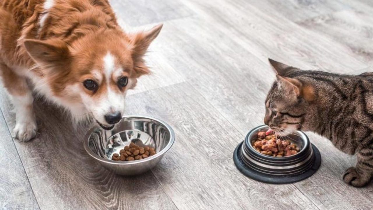 KEDİ VE KÖPEK MAMASI ALIMI