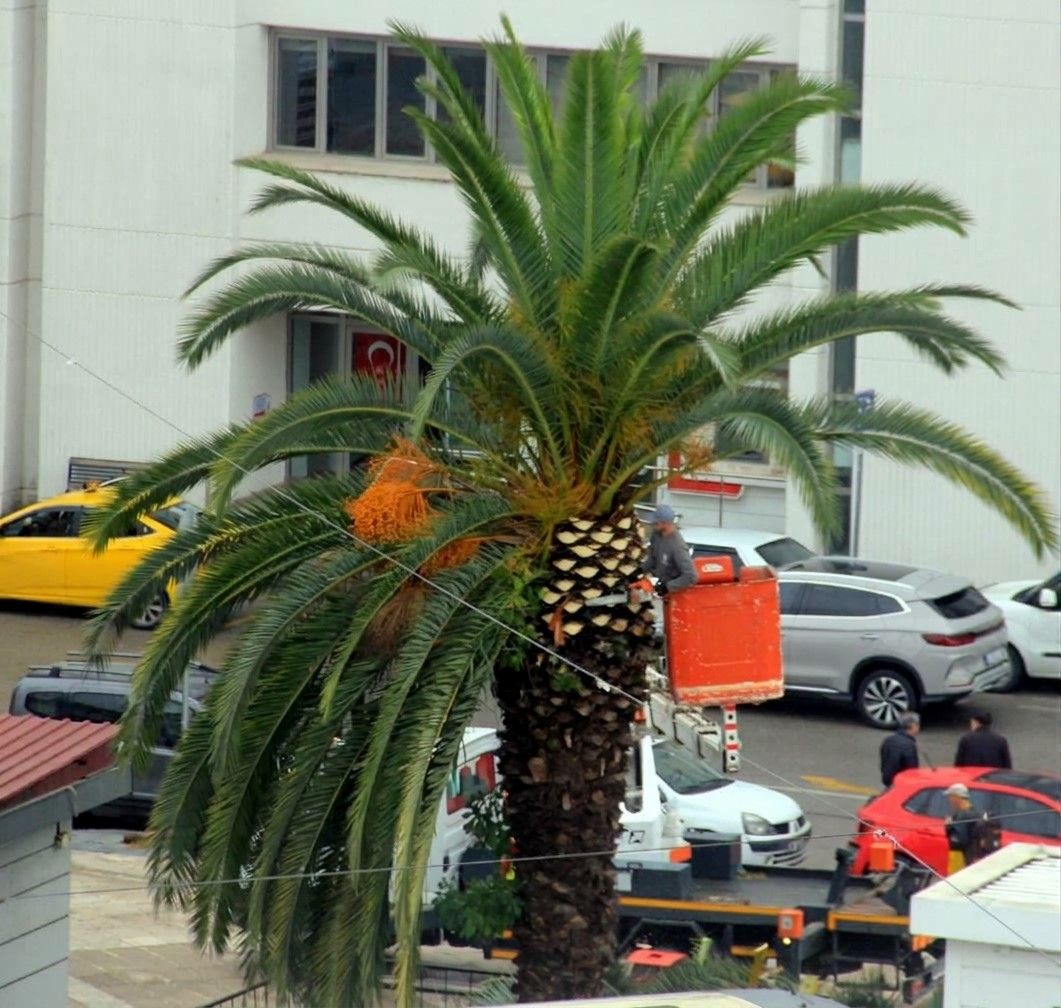 Samsun haber: Samsun Cumhuriyet Meydanı’nda kış hazırlığı yapıldı