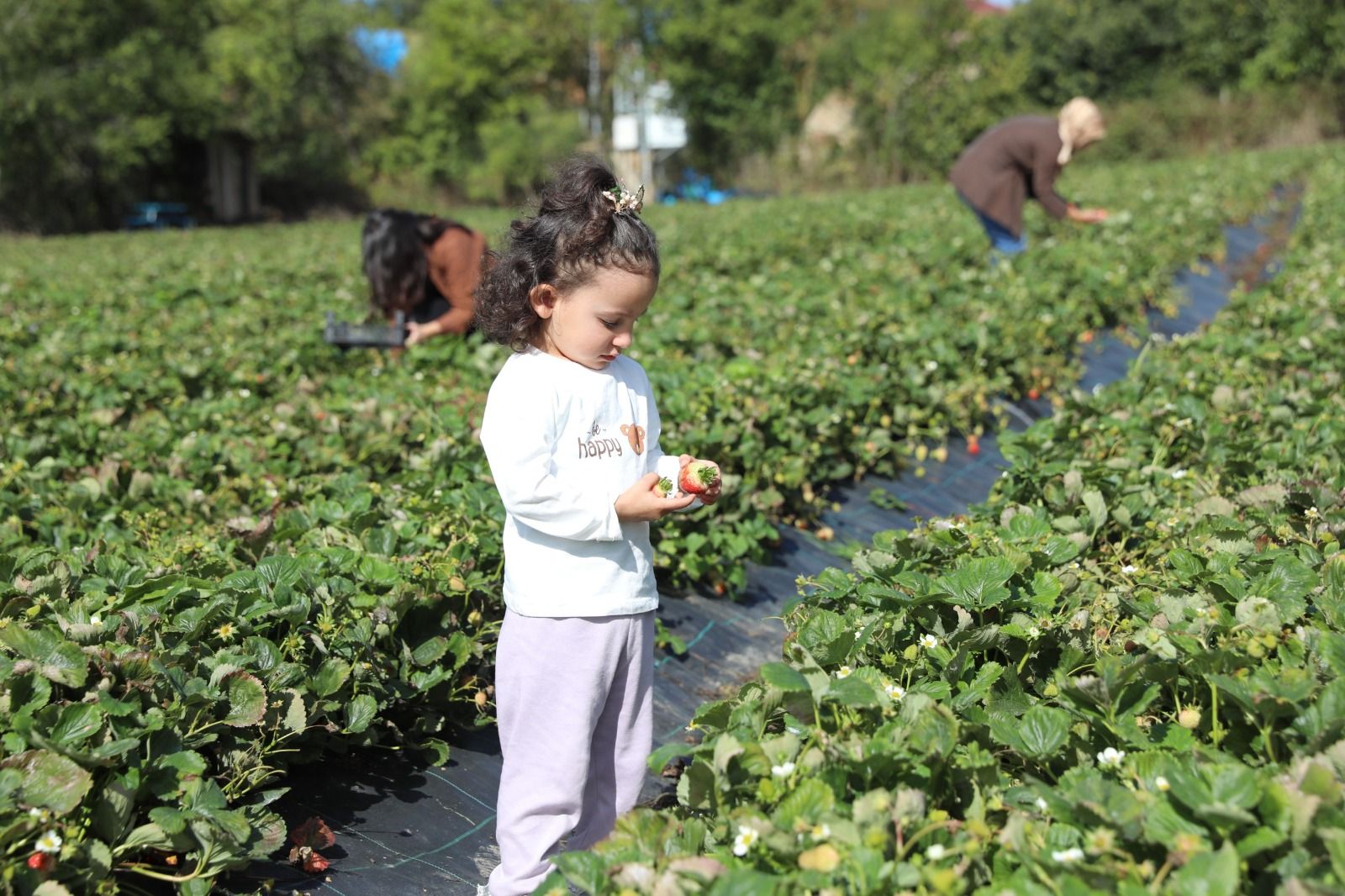 Samsun haber: Samsun’da çilek üretimi büyüyor! Destekle 70 dekara ulaştı