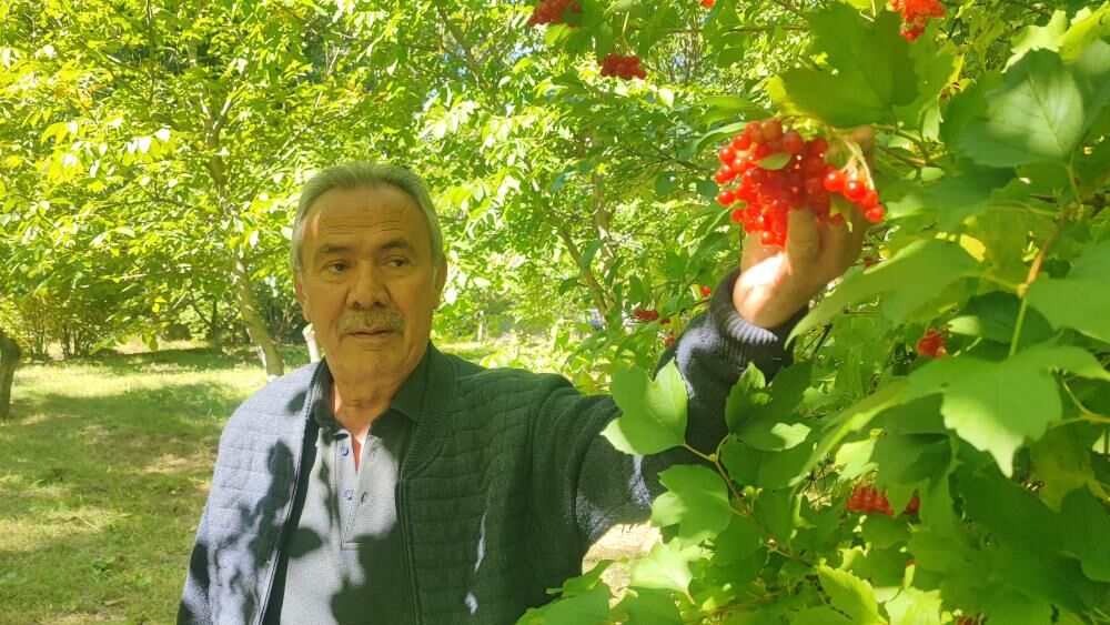 Samsun HABER: Samsun’da dere kenarlarında yetişiyor! Bidonu 1000 liraya satılıyor