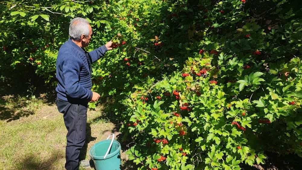 Samsun Haber: Samsun’da dere kenarlarında yetişiyor! Bidonu 1000 liraya satılıyor