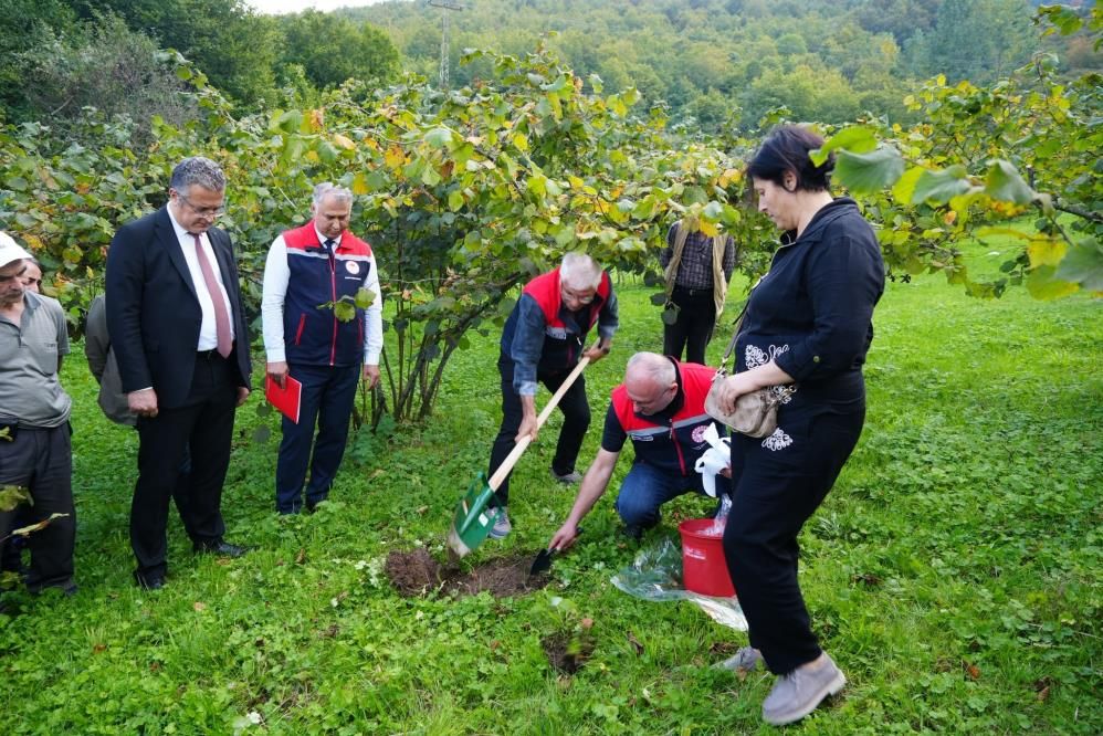 Samsun Haber: Samsun’da fındık üreticisine 1 milyon TL’lik destek