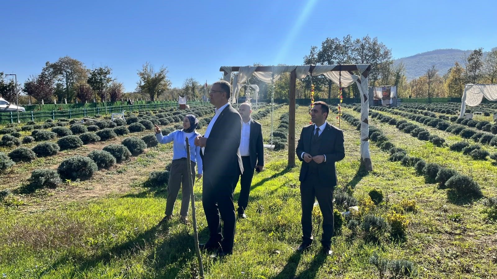 Samsun haber: Samsun’da lavanta üretimine kadın eli değiyor