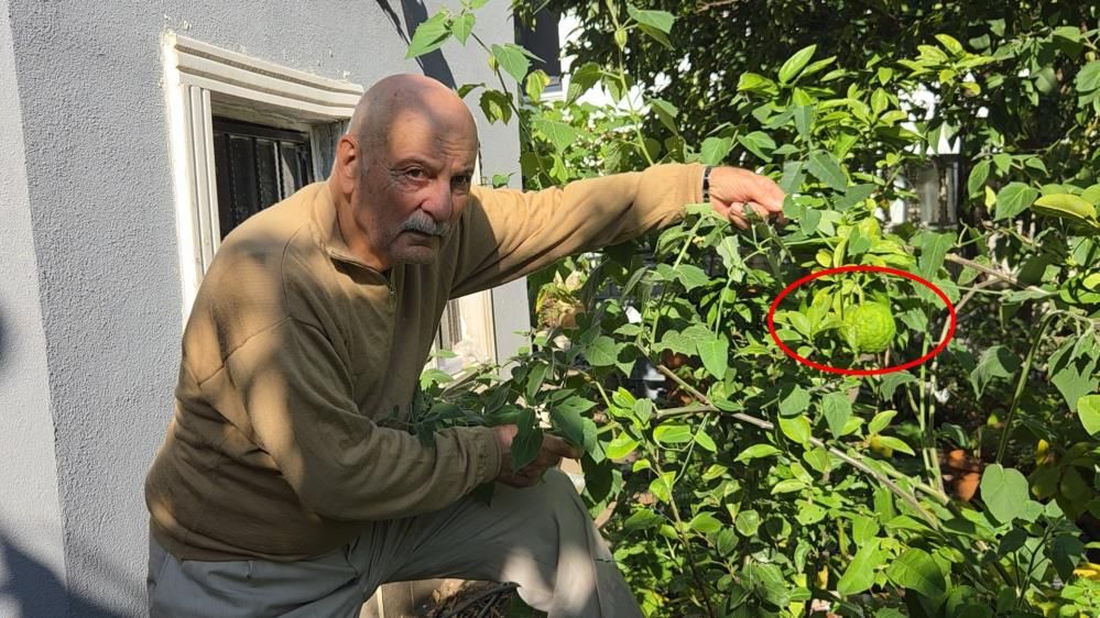 Samsun Haber: Samsun’da olmaz denileni yaptı! Güneydoğu Asya meyvesi yetiştirdi