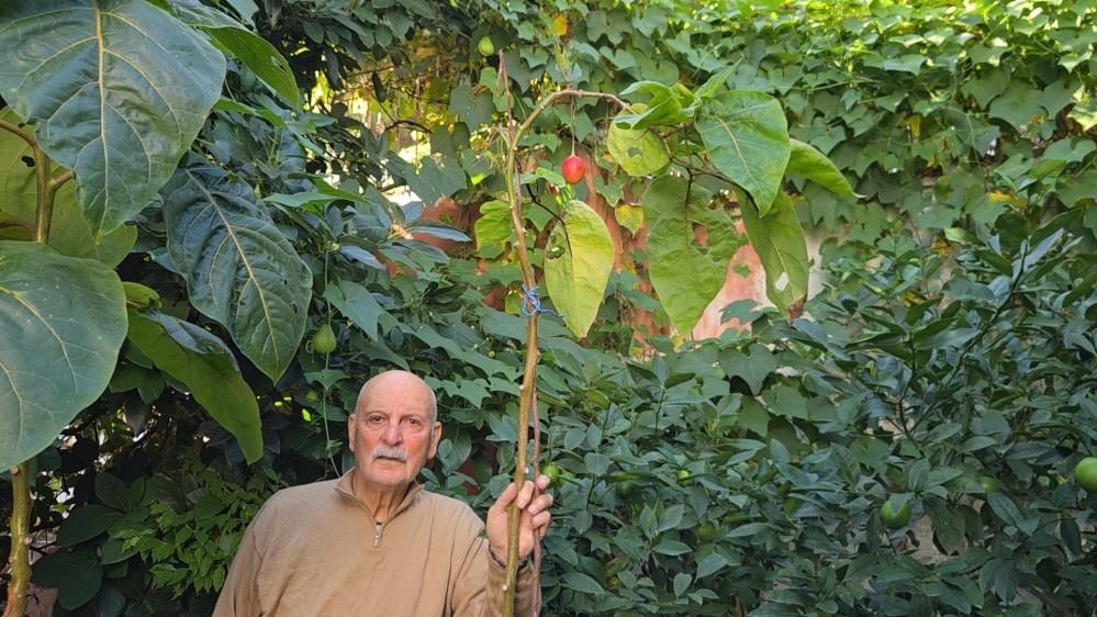 Samsun Haber: Samsun’da olmaz denileni yaptı! Güneydoğu Asya meyvesi yetiştirdi